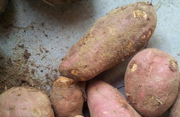 红薯这样做才好吃，这些做法每一种都是原汁原味，好吃又健康！